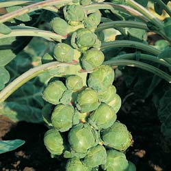 'Jade Crosse' Brussel Sprout